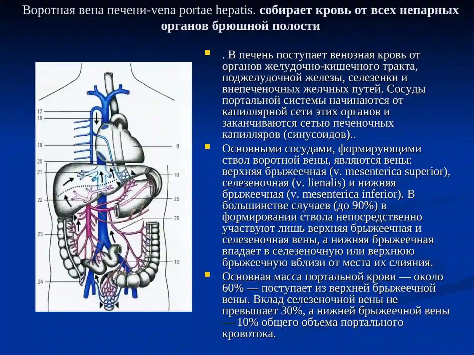 Воротная вена-v. portaehepatis 2
