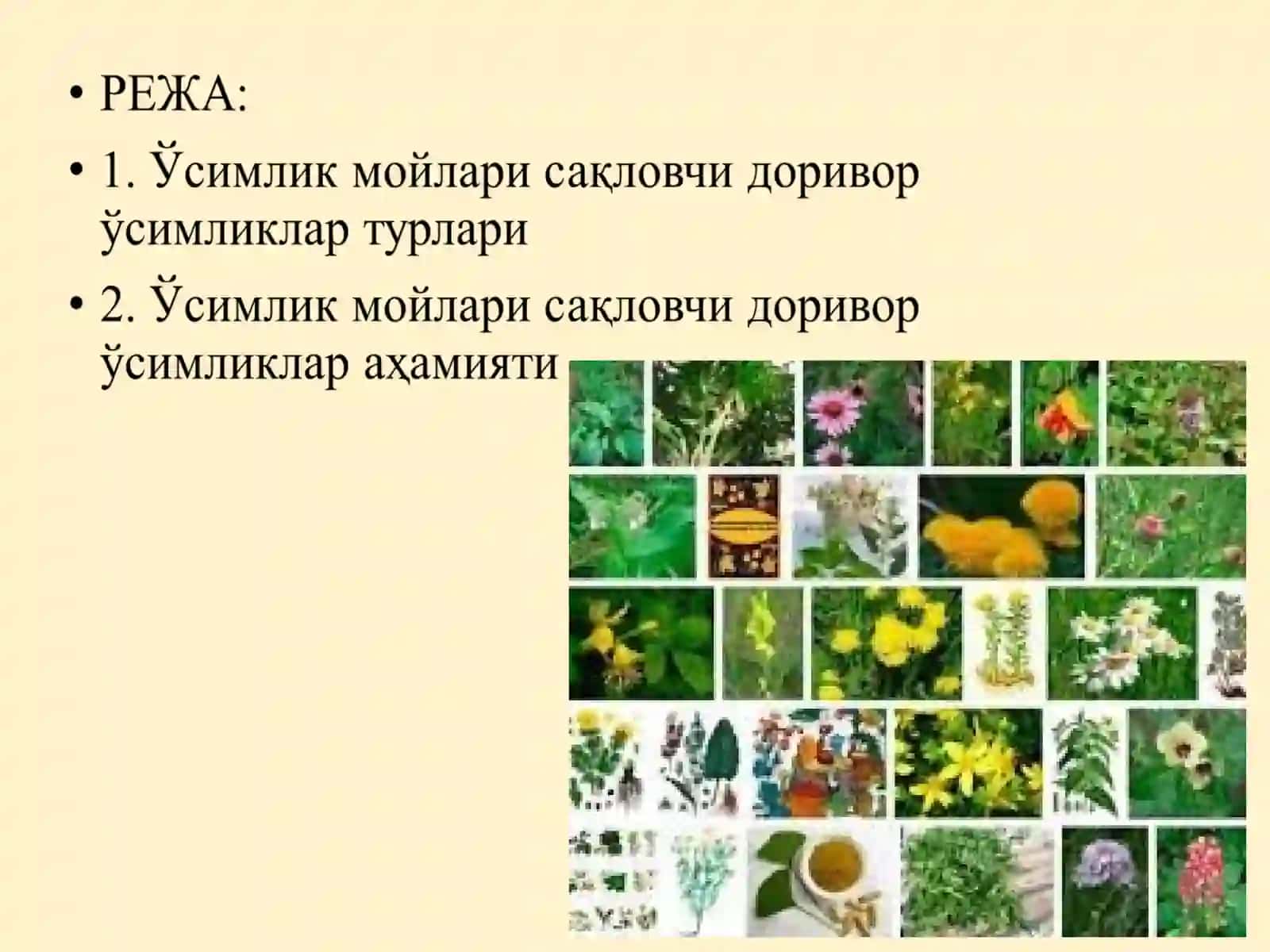 Ўзимлик мойлари 2