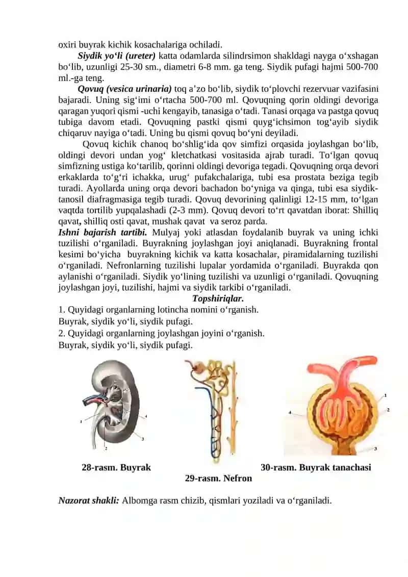 Buyrakning tuzilishi. 2