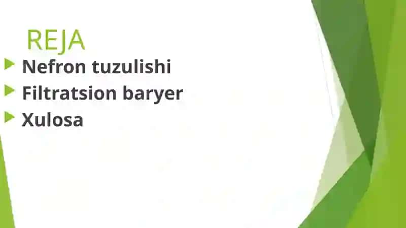 Nefron tuzilishi, qismlari, filtratsion baryer. 2