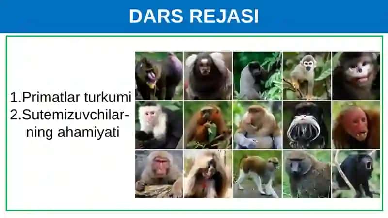Primatlarturkumi.Sutemizuvchilarningahamiyati 2