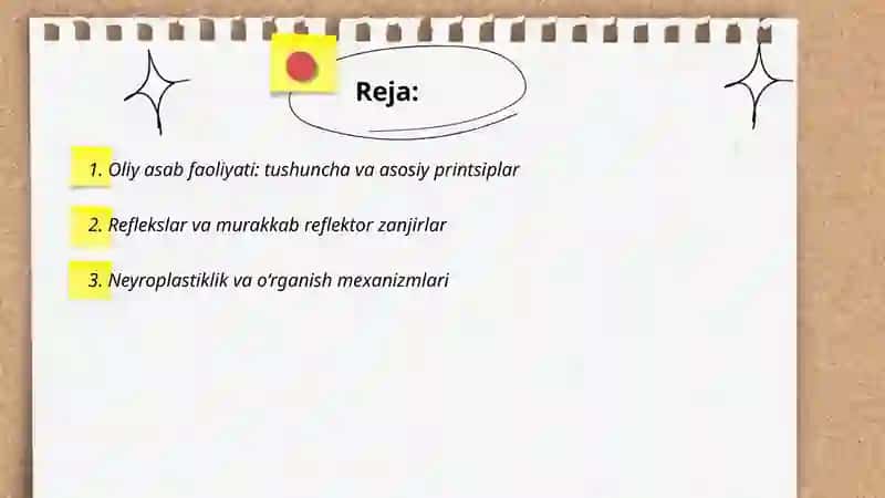 Oliy asab faoliyati 2