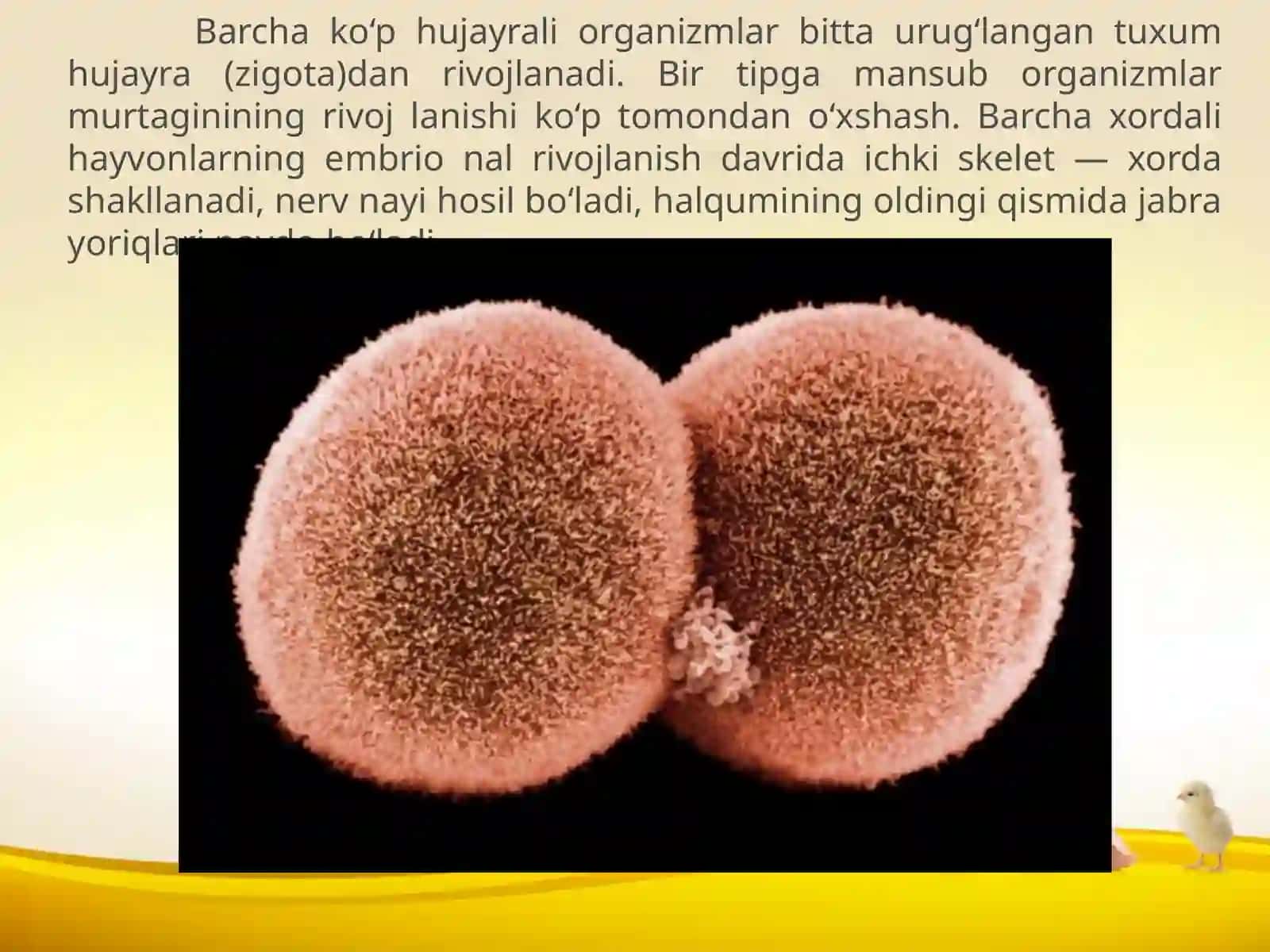 Biogenetik qonun 2