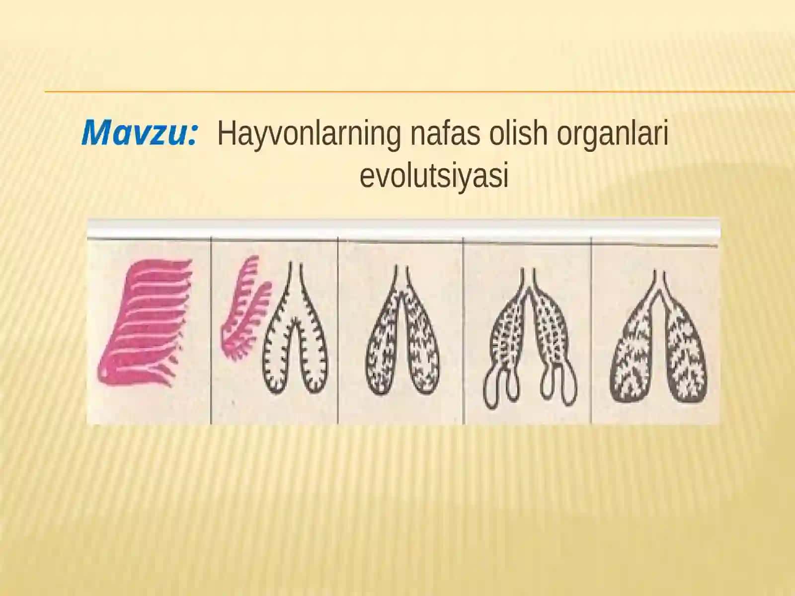 Hayvonlarning nafas olish organlari evolutsiyasi 2