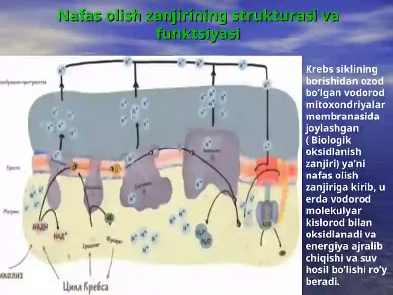Nafas olish zanjiri.Oksidlanishlifosforlanish mexanizmi 2