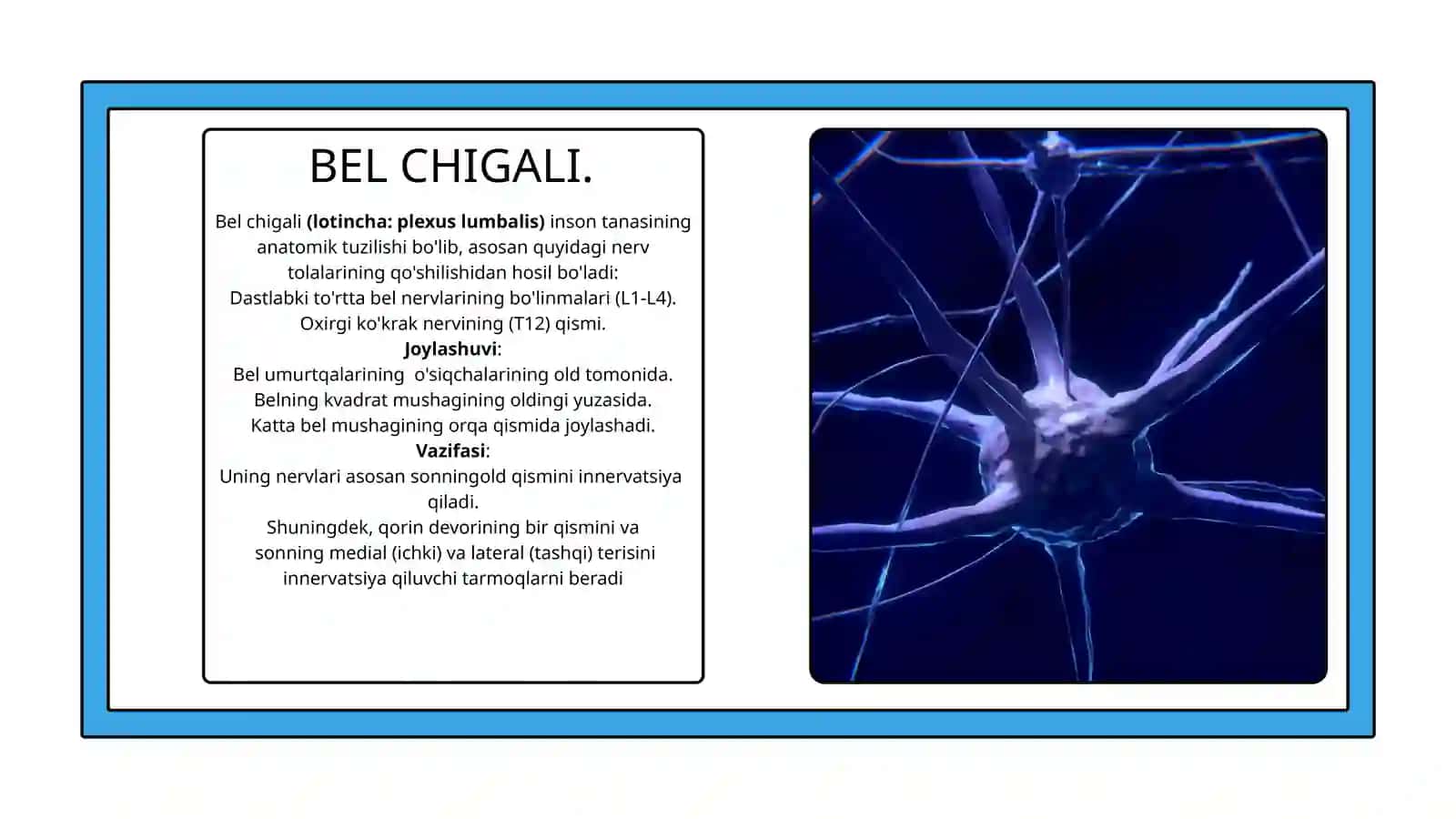 BEL CHIGALI.DUMG‘AZA CHIGALINING HOSIL BO‘LISHI,UNING QISQA VA UZUN TARMOQLARI.OYOQ TERISINI INNERVATSIYASI 2