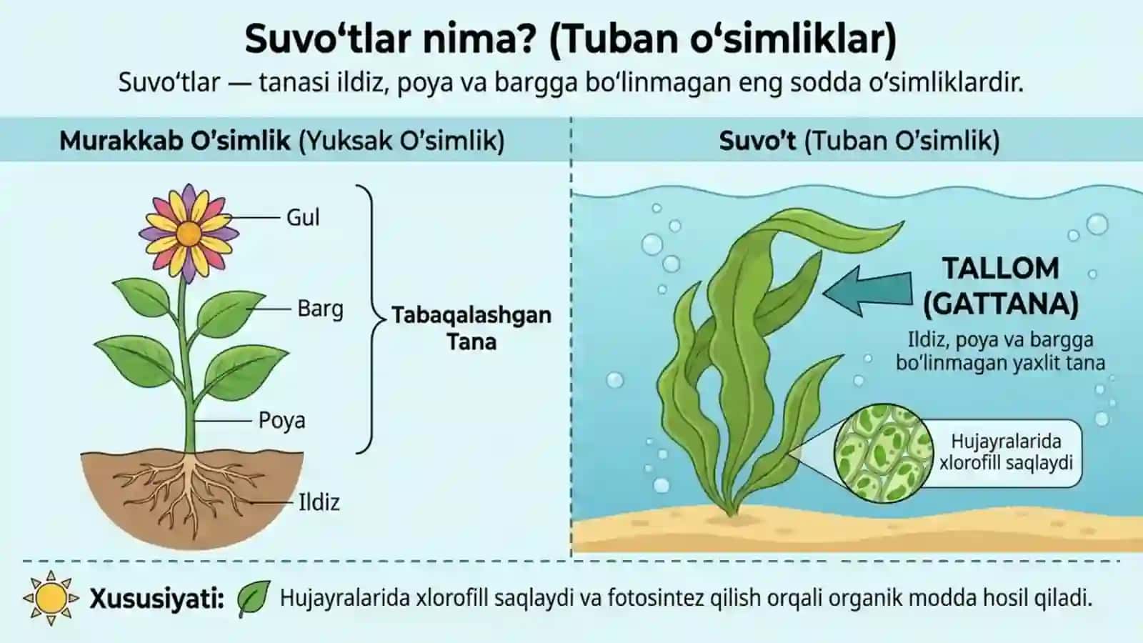 Suvo'tlar - tuban o'simliklar 2