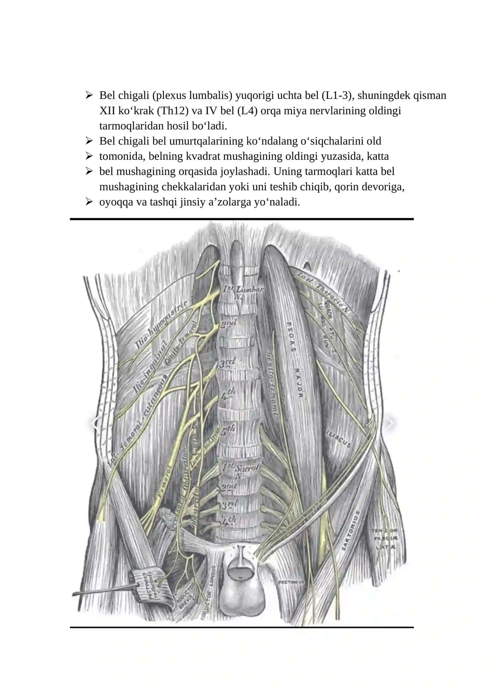 Bel chigali. Plexus lumbalis 2