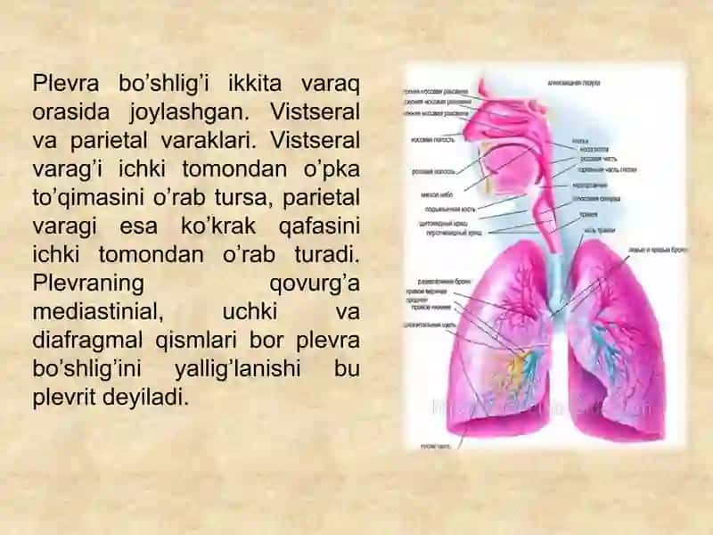 Bolalarda plevritlar. Etiologiyasi, klinikasi, davolash 2