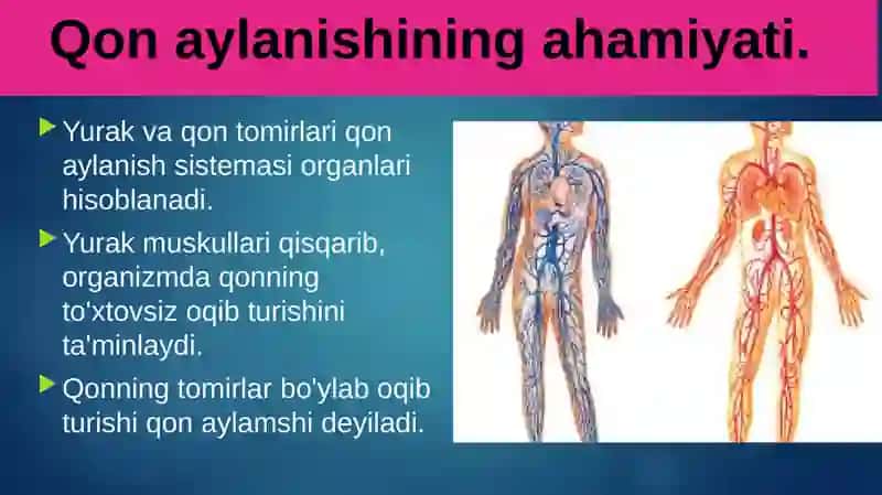 Qonaylanishiningahamiyati, yurakning tuzilishi 2