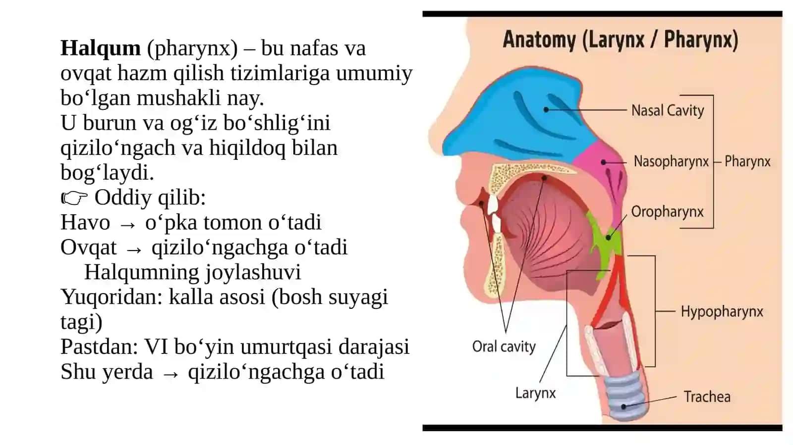 Bo’yina’zolariningklinikanatomiyasi 2