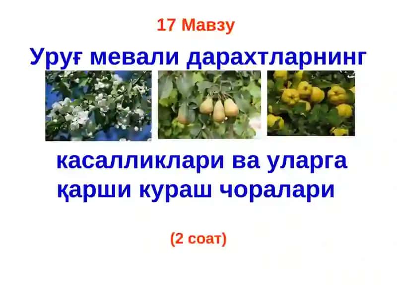 Уруғ мевали дарахтларнинг касалликлари ва уларга қарши кураш чоралари 2