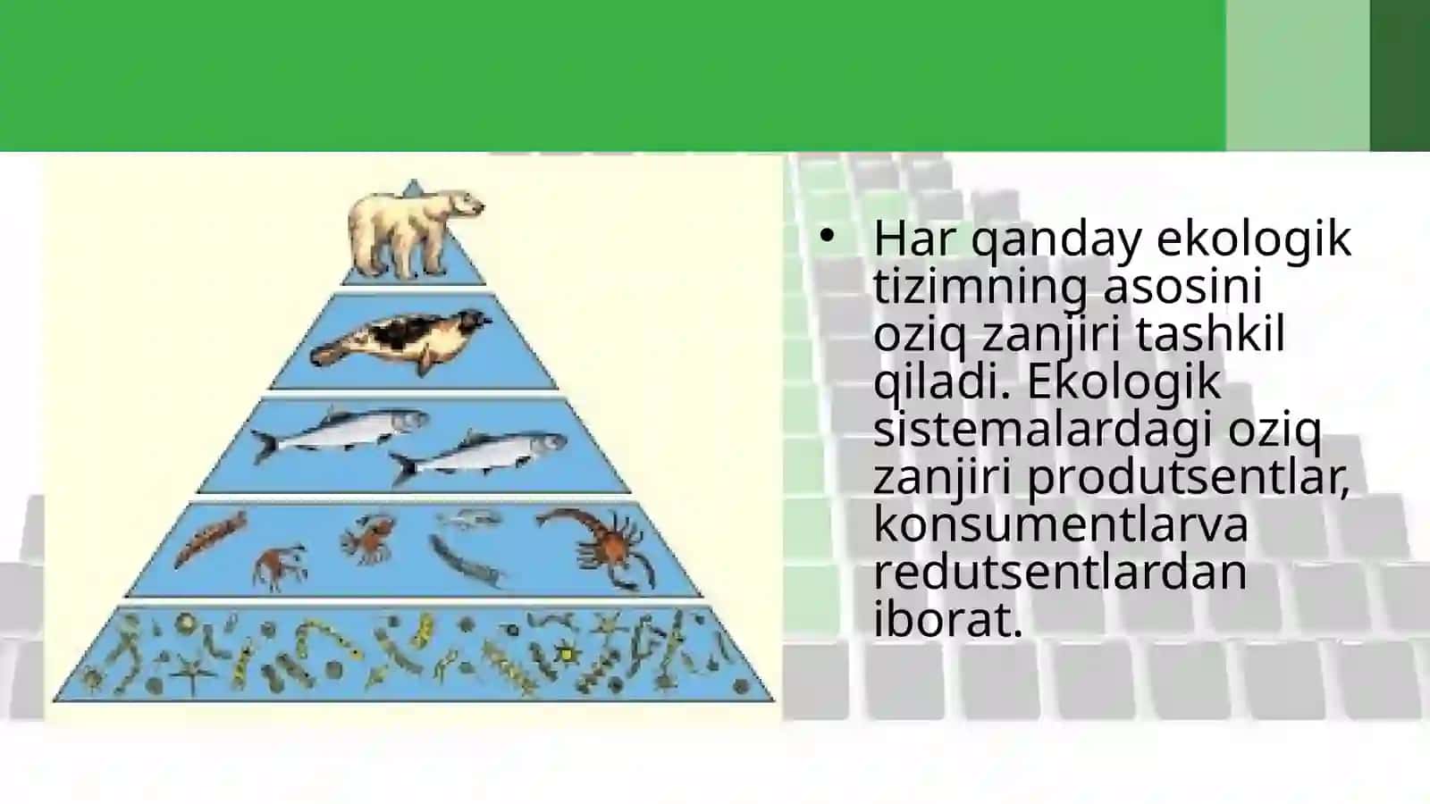 18-§.Ekologikpiramidaqoidasi.Biomassavaenergiyapiramidasi 2