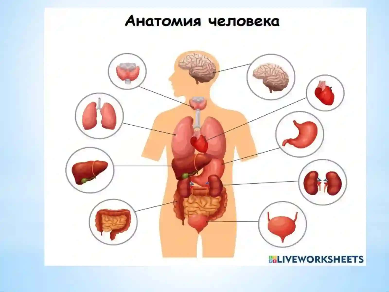 Anatomiya, fiziologiya va patologiya fanining rivojlanish tarixi va uni o’rganish usullari 2