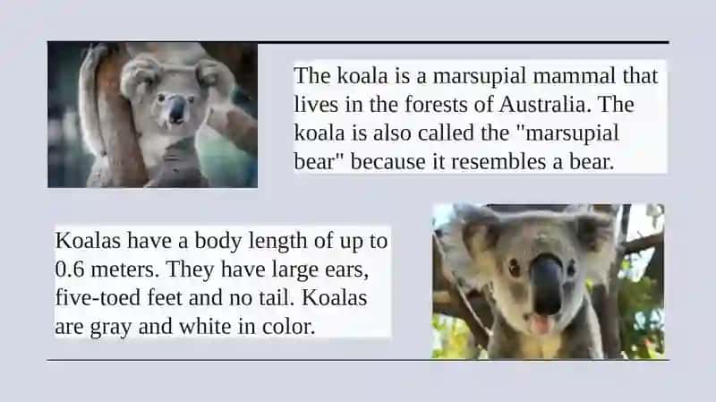 Koala about 2