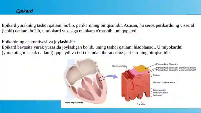 Perikardit kasalliklari. Yurak o'smalari.Yurak transplantatsiyasi 2