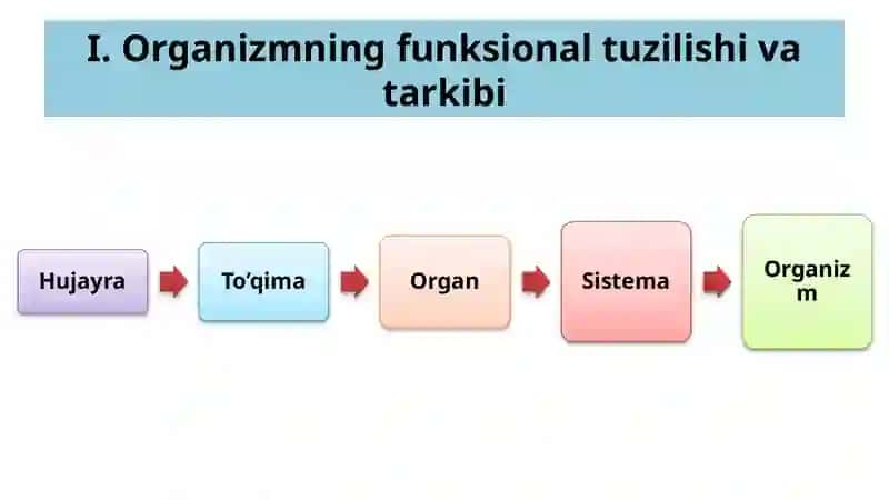 Fiziologiya 2