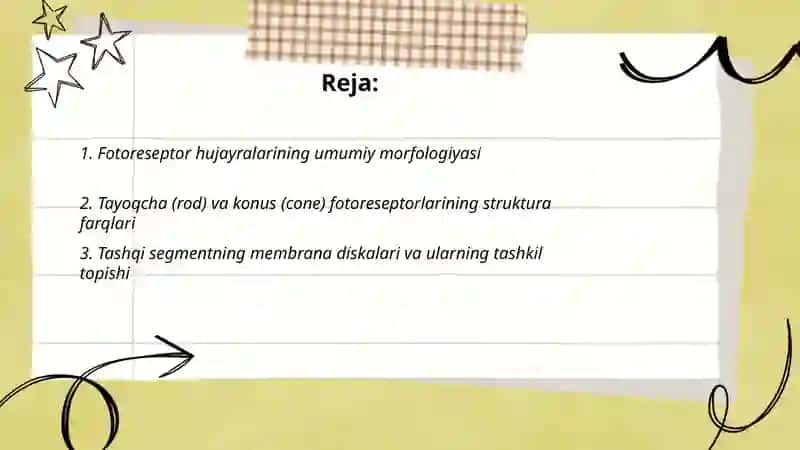 Fotoresepsiyaning morfologik asoslari 2