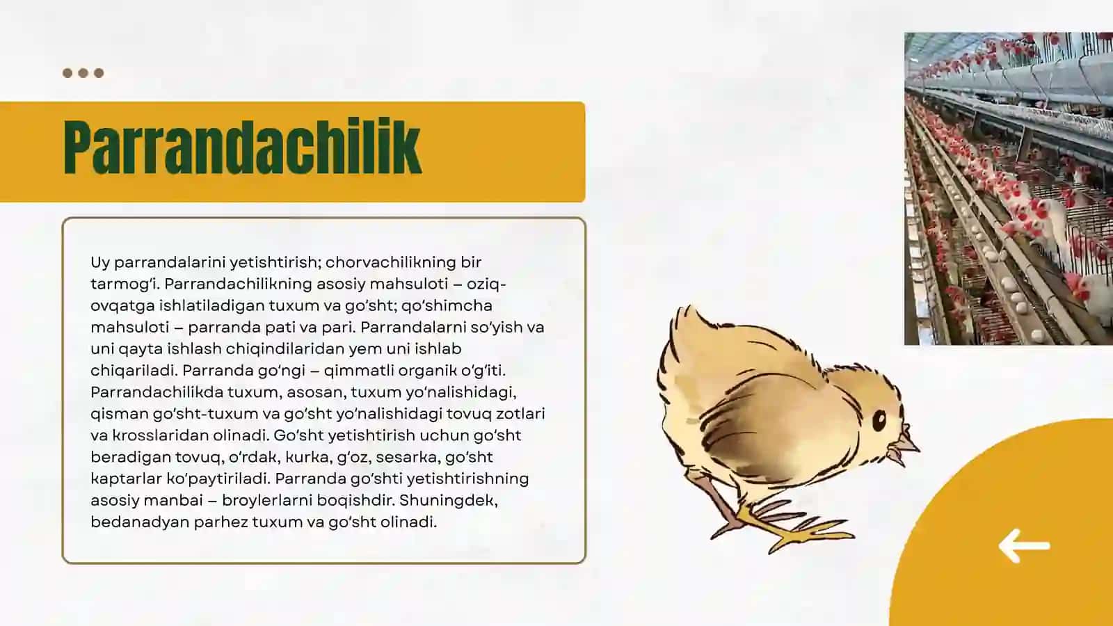 Parrandachilik 2