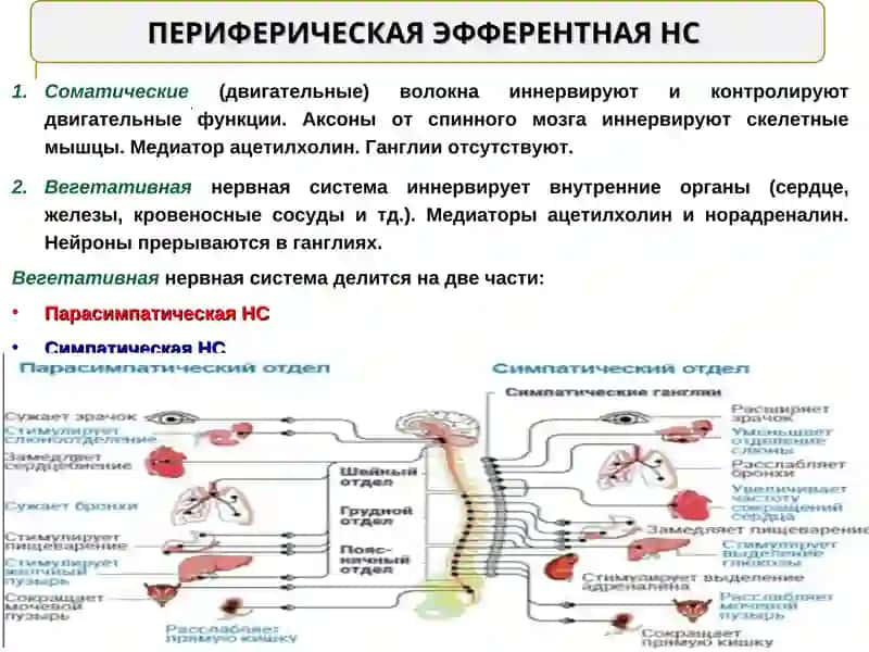Н-холинергические средства.Ганглиоблокаторы.Миорелаксантанты. М-холиноблокаторы 2