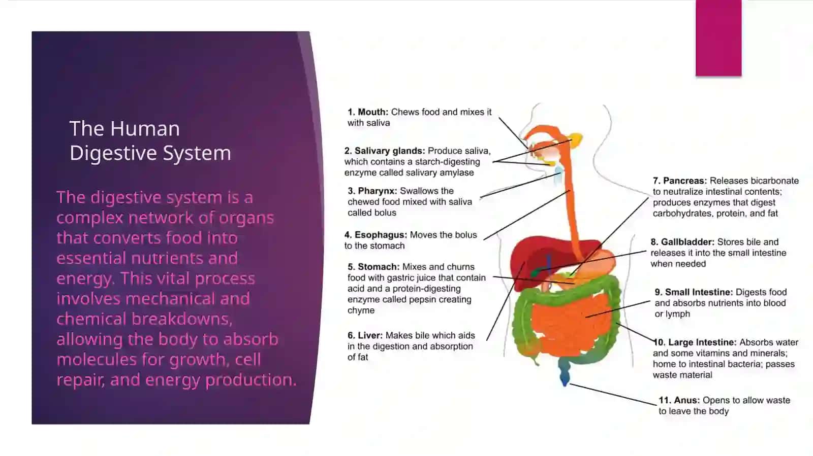 The Human Digestive System 2