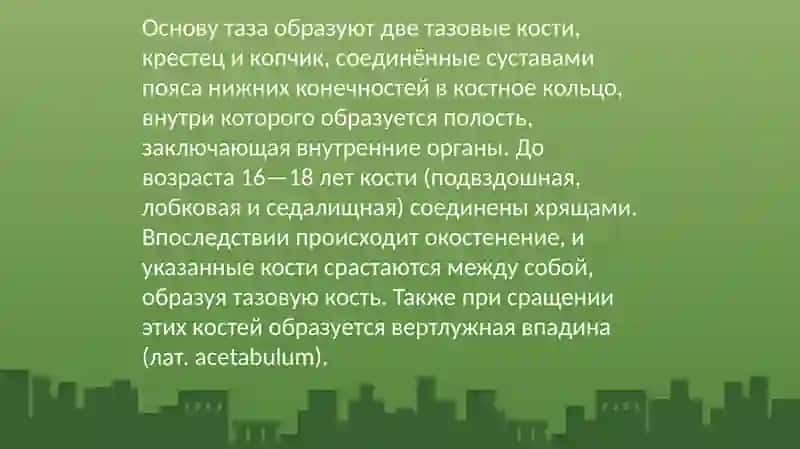 Таз (лат. pelvis) 2