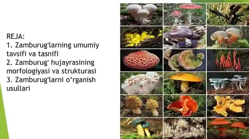 Zamburugʻlar 2