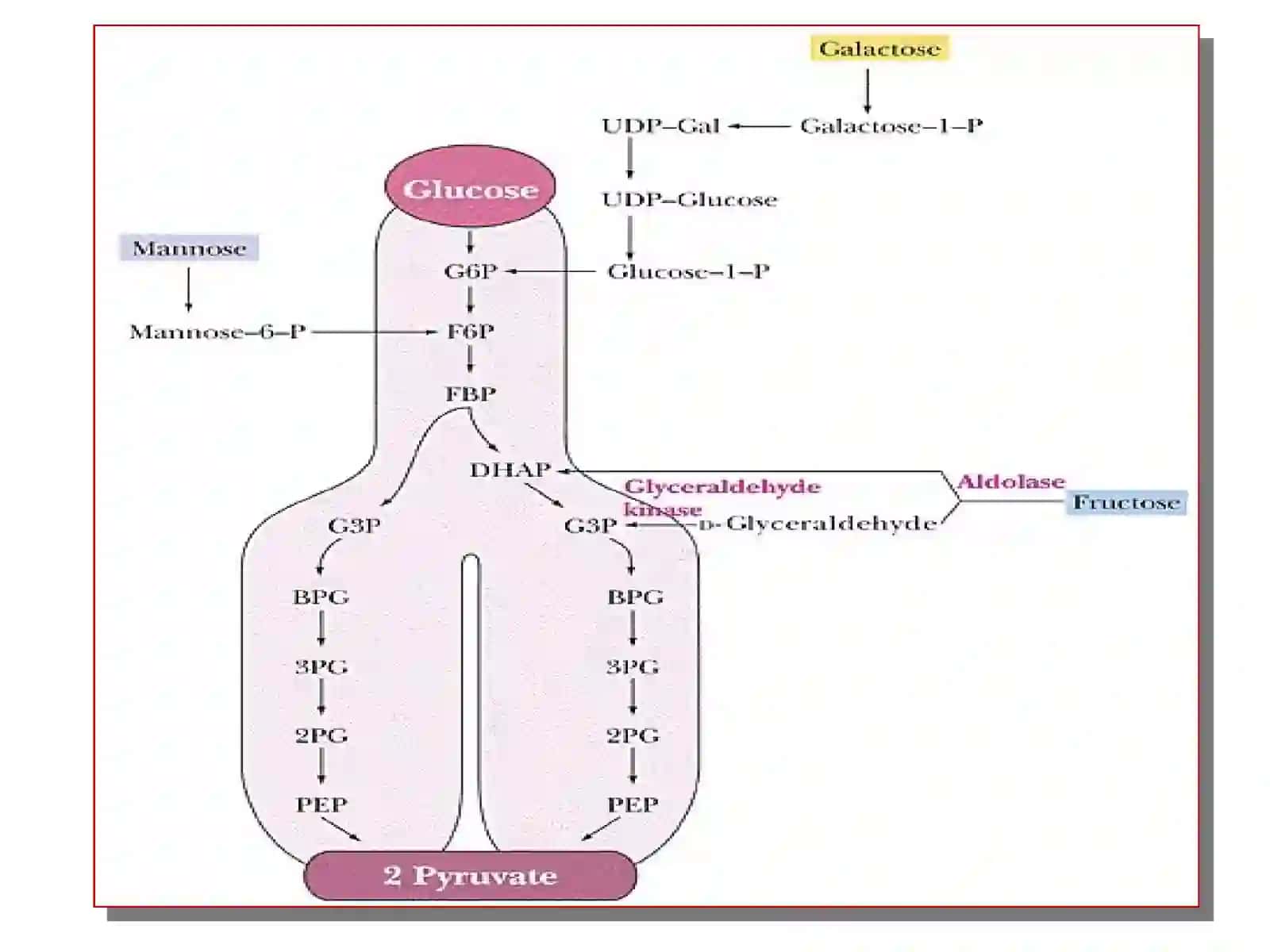 Fructose and Galactose Metabolism 2