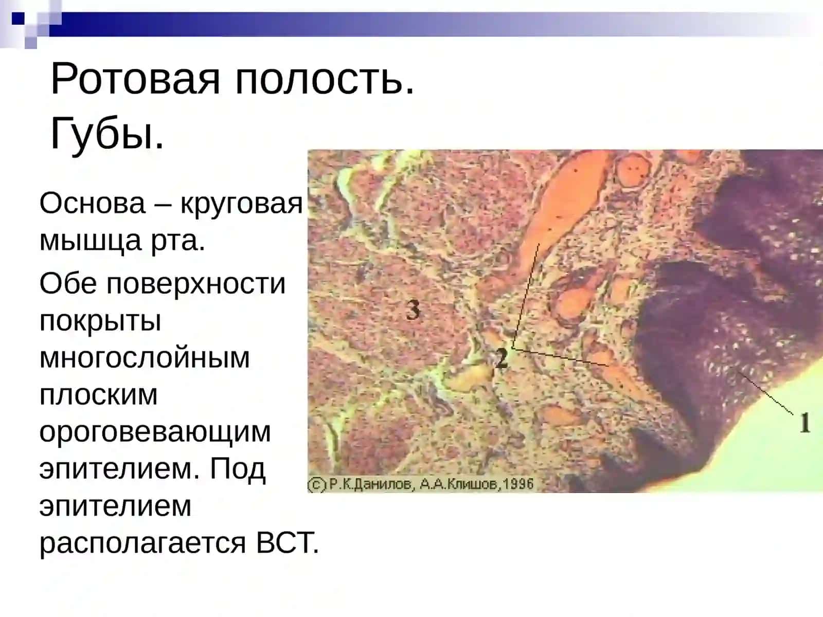 Гистология органов пищеварения 2