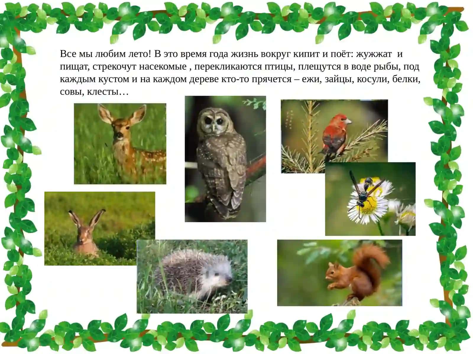 Животные летом 2