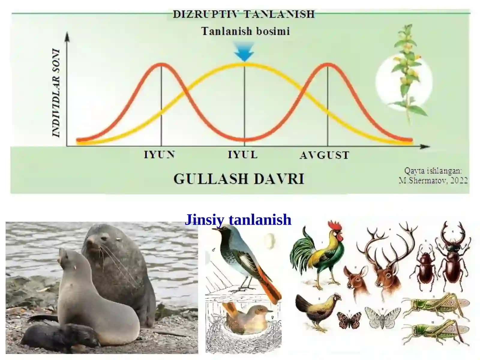 Jinsiy tanlanish 2