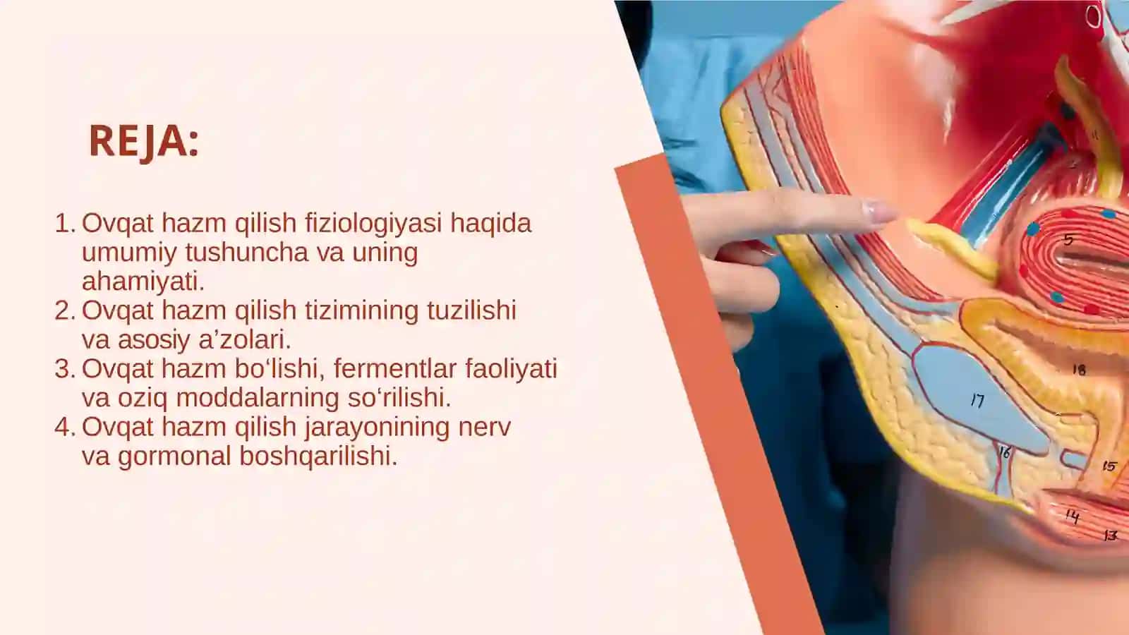 OVQAT HAZM QILISH FIZIOLOGIYASI 2