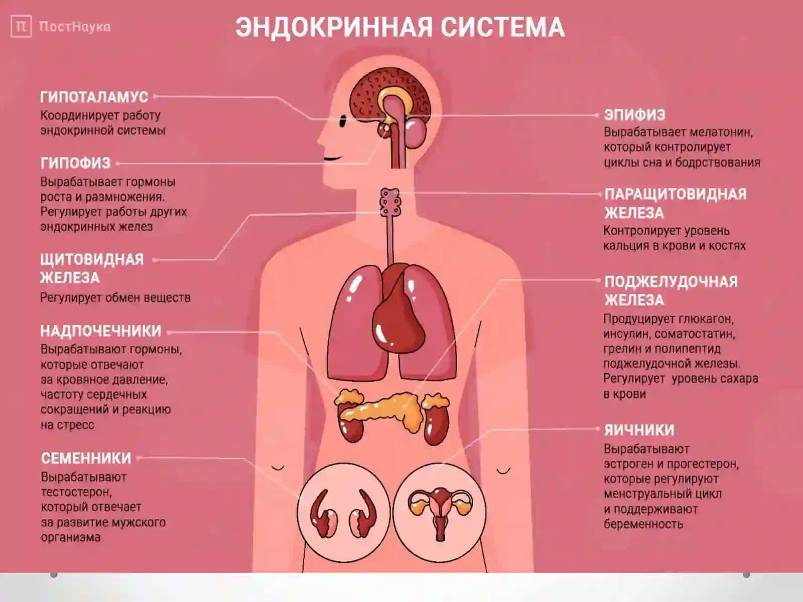 ГОРМОНАЛ МОДДАЛАР 2