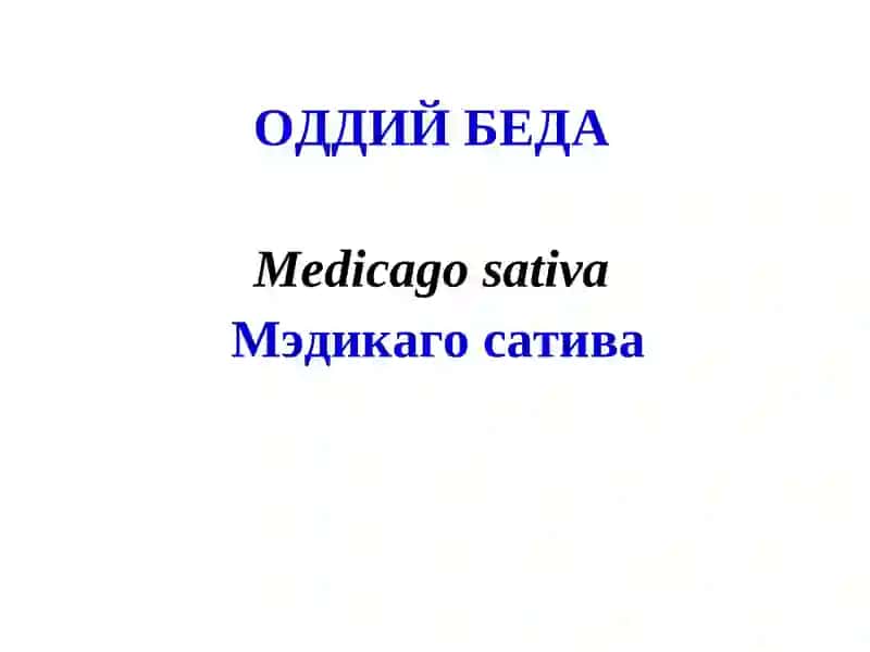 Беда Касалликлари 2