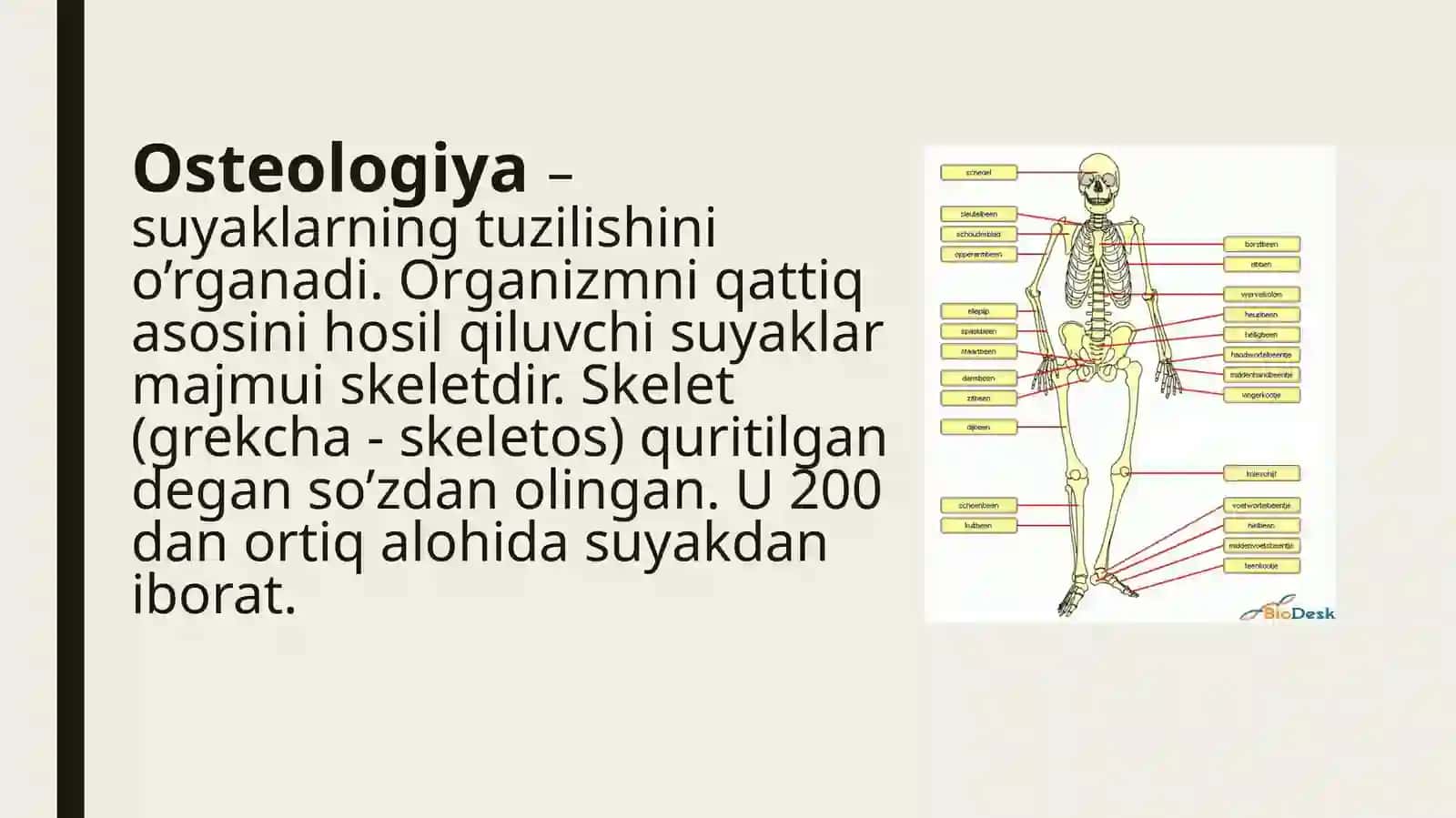 Suyaklarning tuzilishi 2