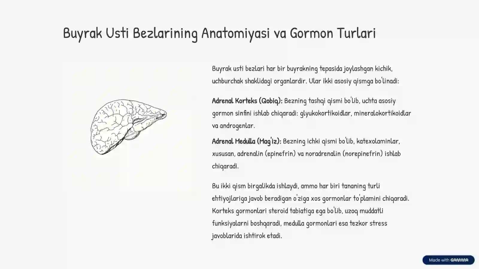 Adrenal Gormonlar: Hayotiy Muvozanat Kaliti 2