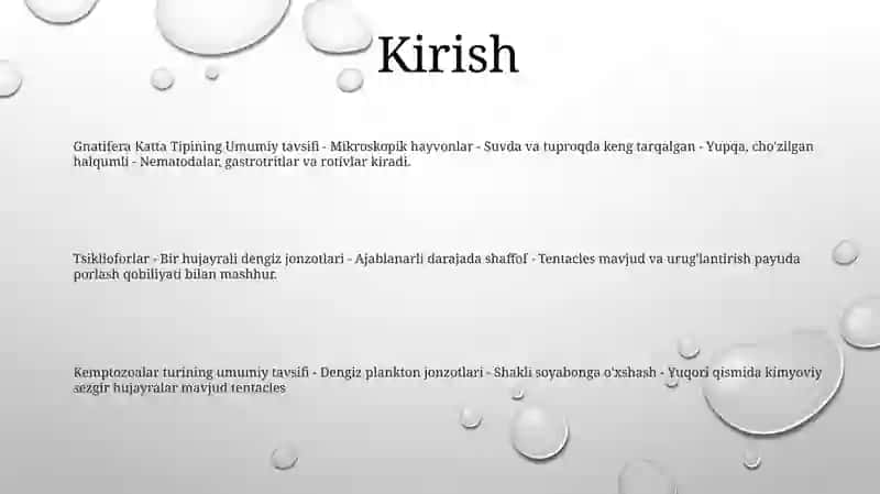 Gnatiferalar Katta Tipining Umumiy Tavsifi Va Xilma Xilligi Filogeniyasi.Siklioforalar.Kemptozoalar Tipining Umumiy Tavsifi Va Xilma Xilligi 2