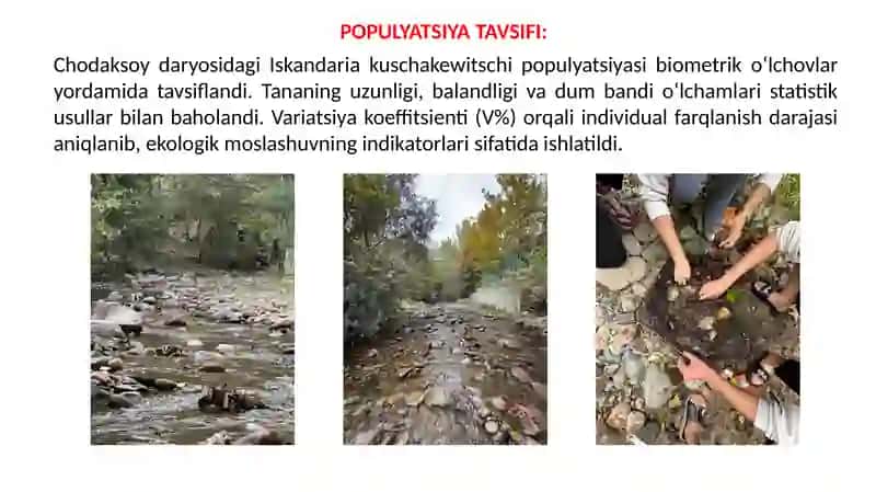 Iskandariakus chakewitschi 2