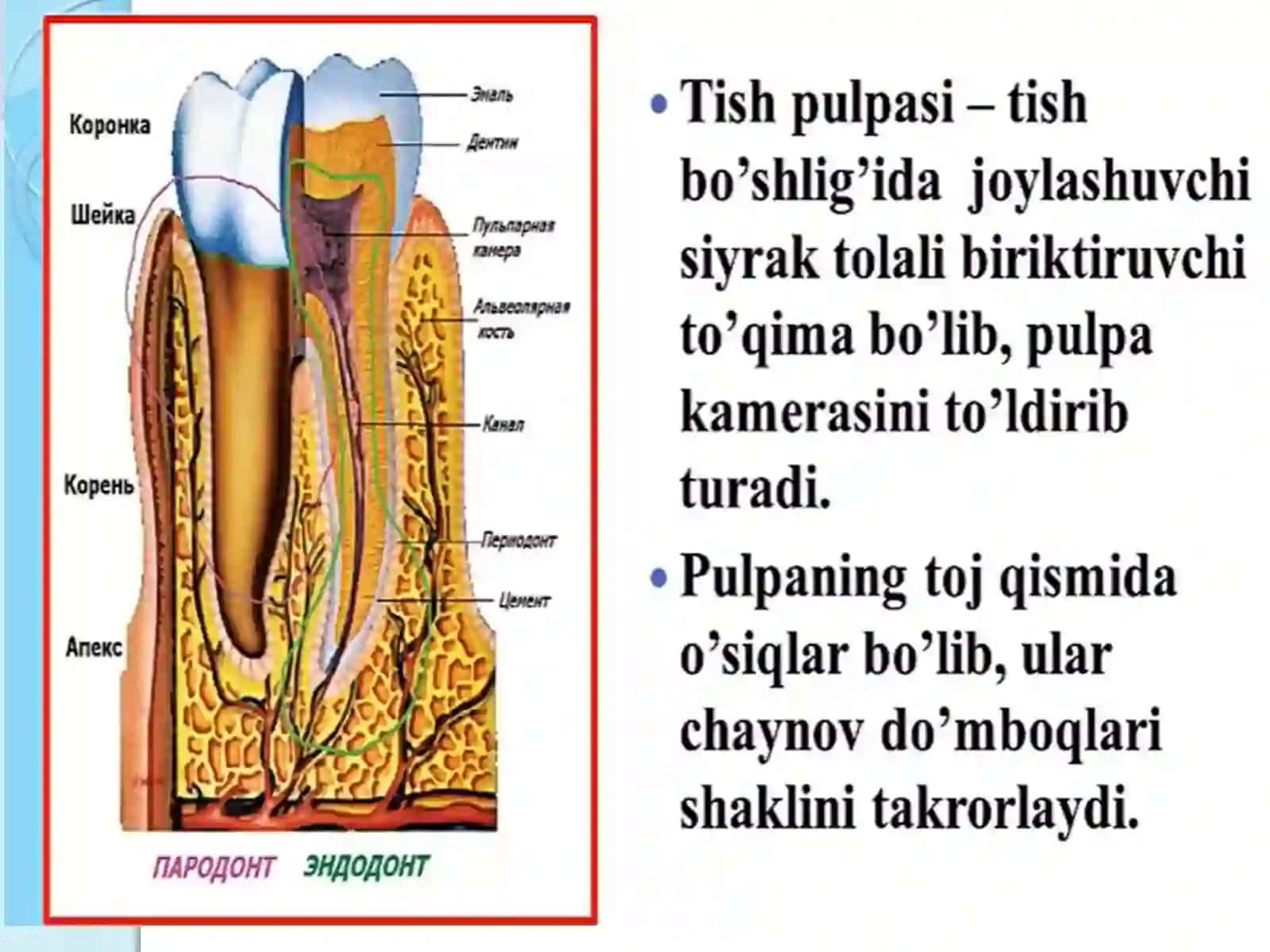 Pulpitlar.TasnifiEtiologiyai.Patogenezi 2