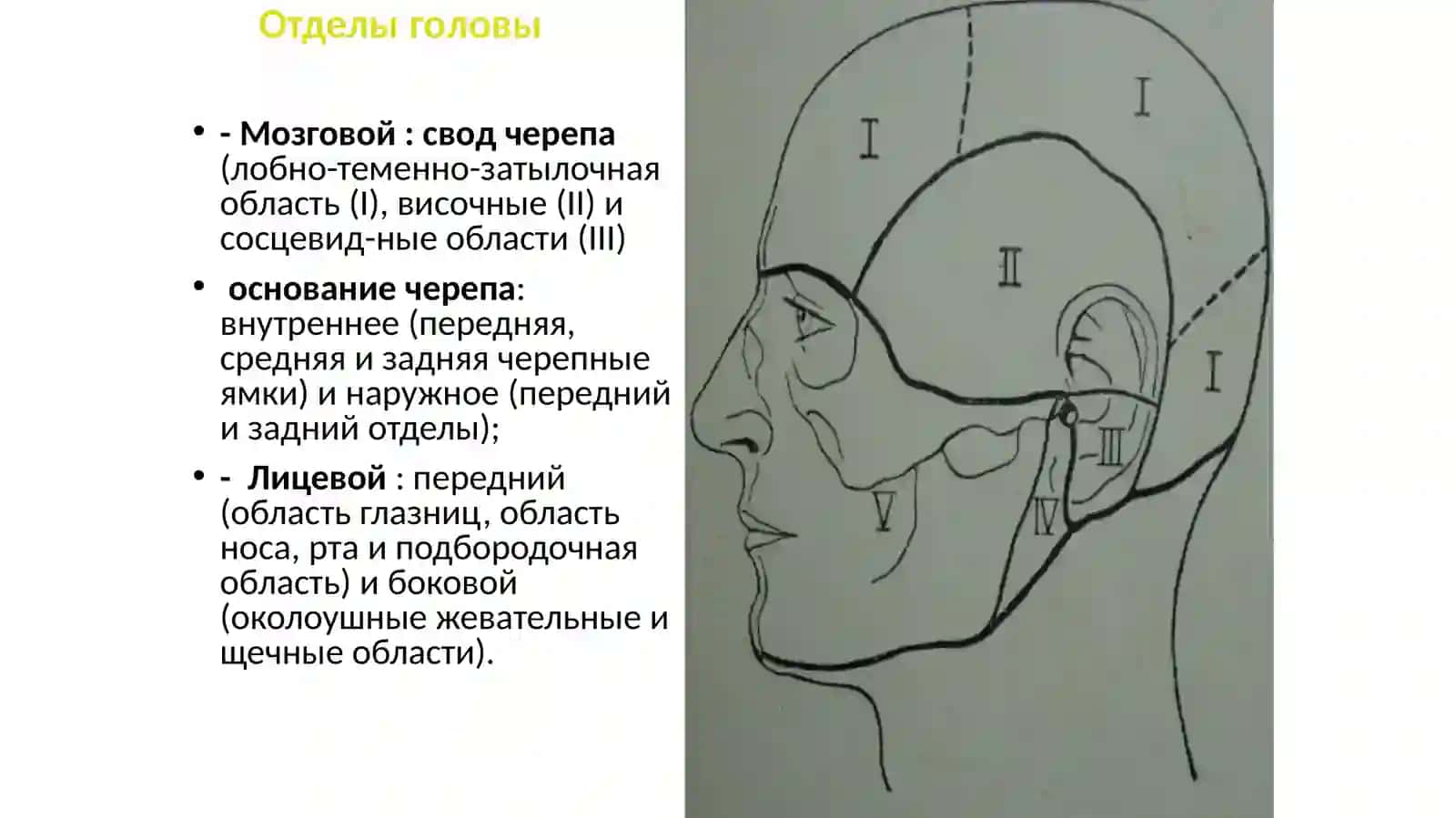 Отделы головы 2