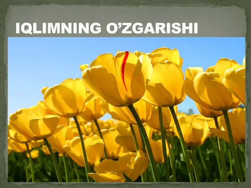 Iqlim oʻzgarishi muammolari va unga qaratilayotgan choralar 2