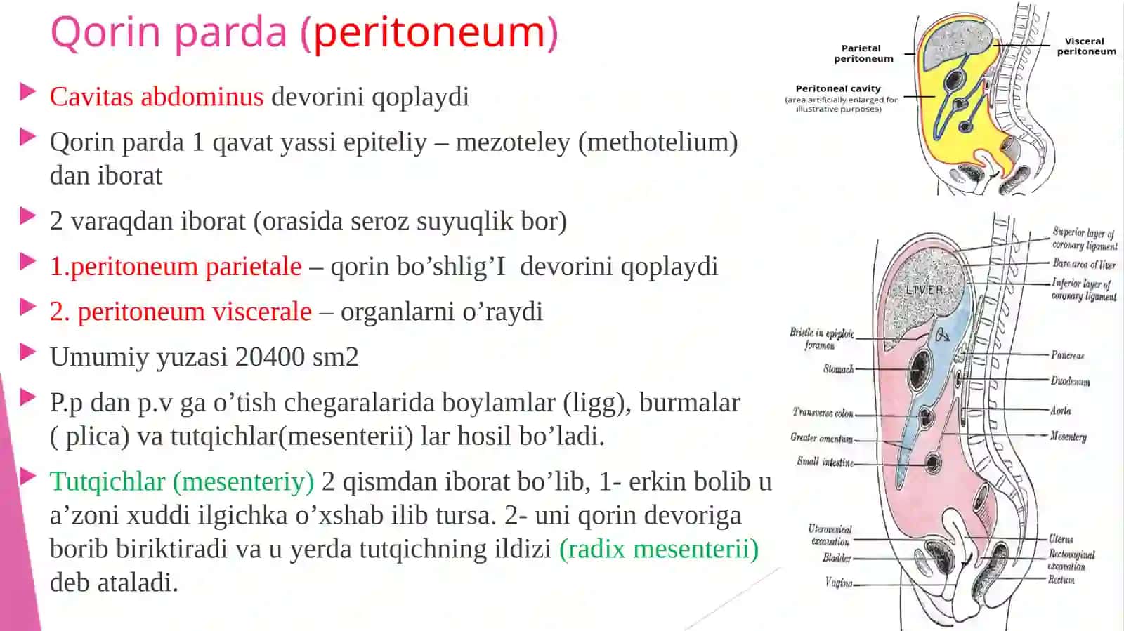 Qorin parda tuzilishi va uning qorin bo'shlig'i a'zolari 2