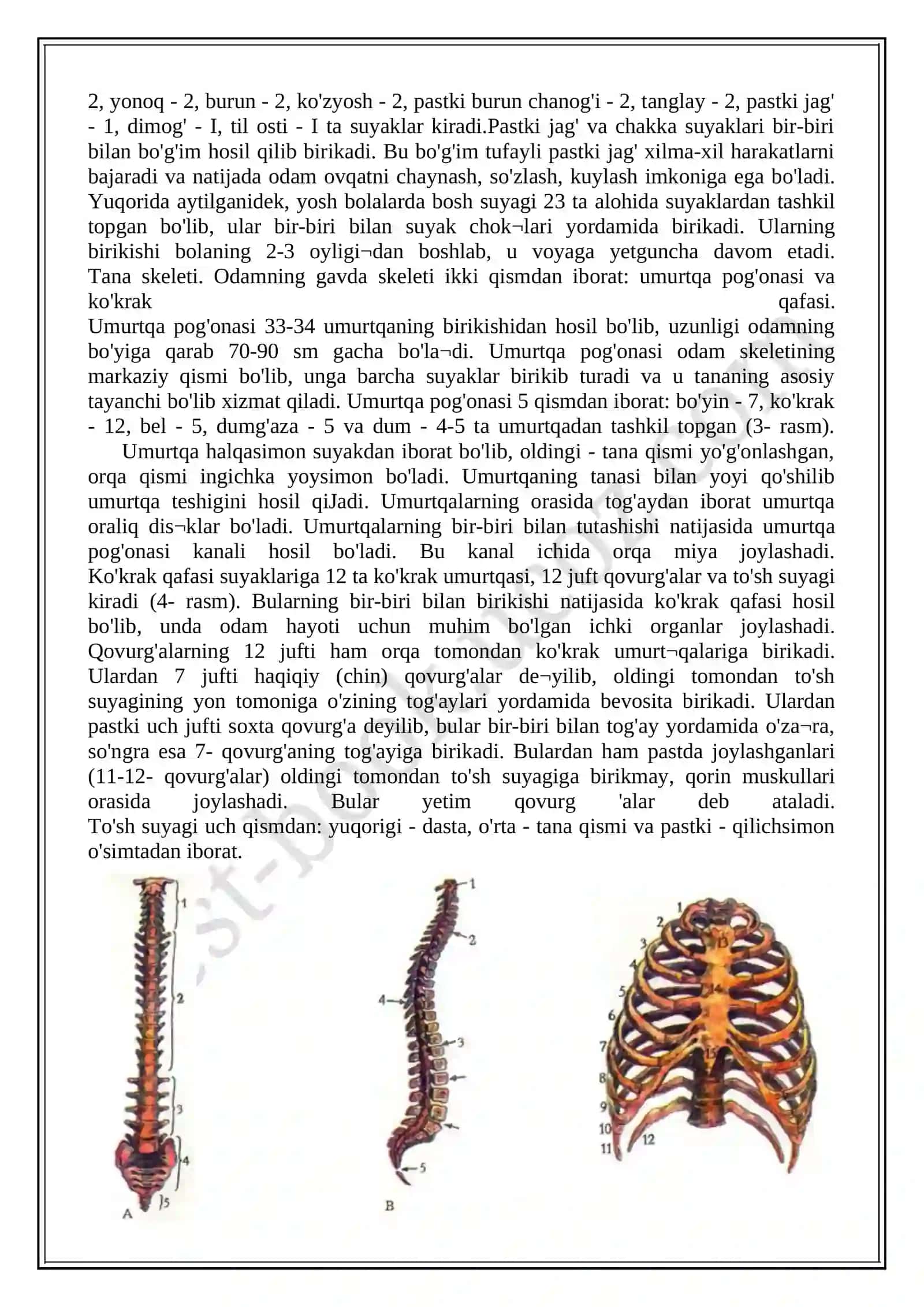 Tayanch-harakatlanish sistemasining tuzilishi. Suyak sistemasi. Odam skeleti 2