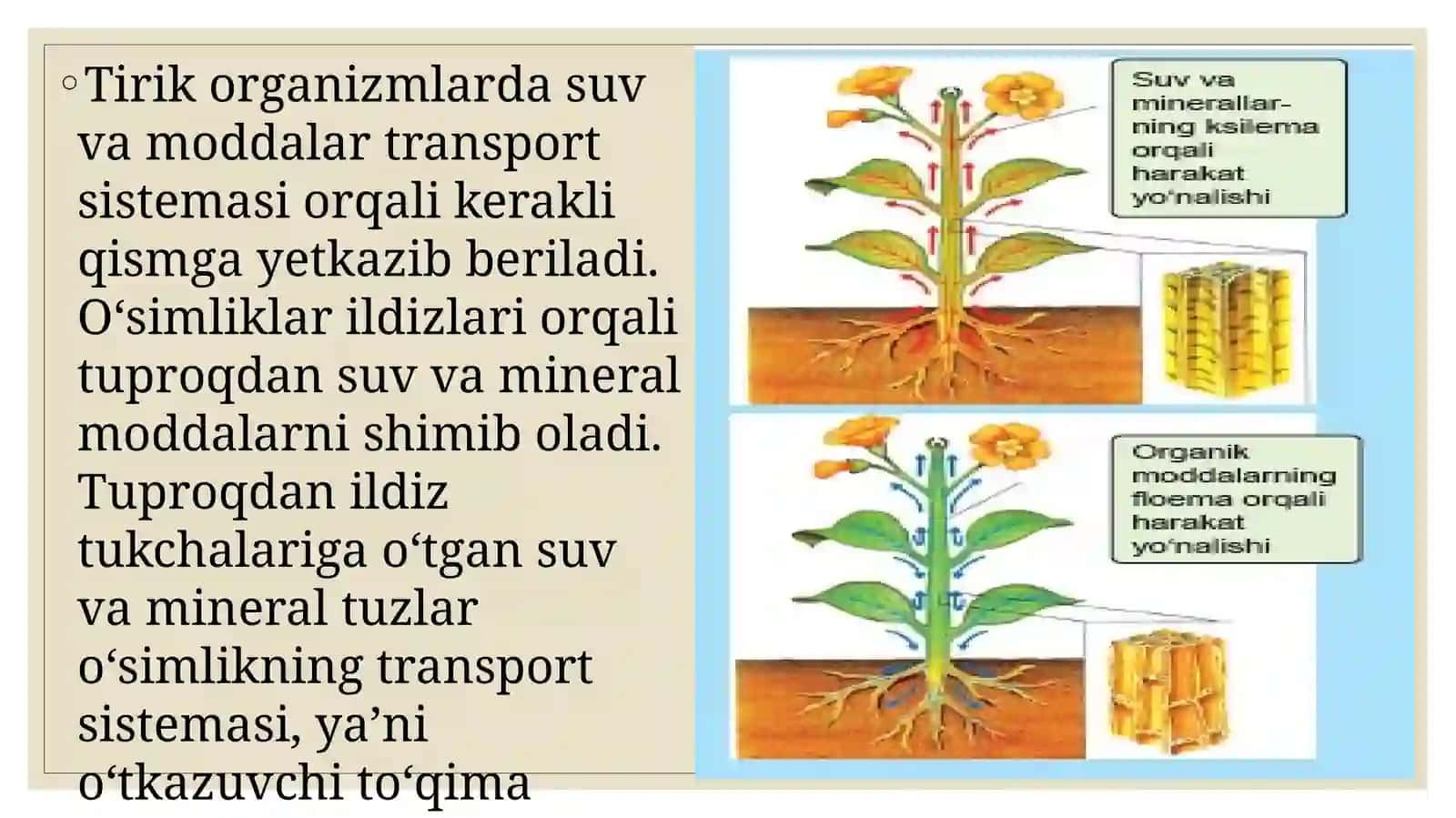 TIRIK ORGANIZMLARDA OZIQ MODDALAR TRANSPORTI 2