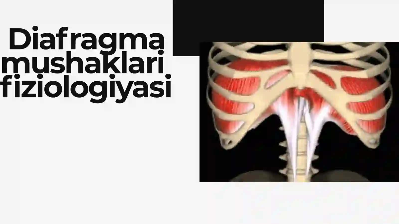 Diafragma mushaklari fiziologiyasi 2