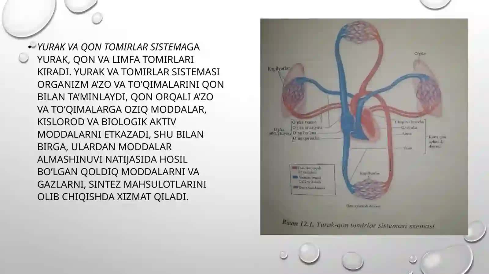 Yurak-qon tomir tizimida regenerator va kompensator jarayonlar 2