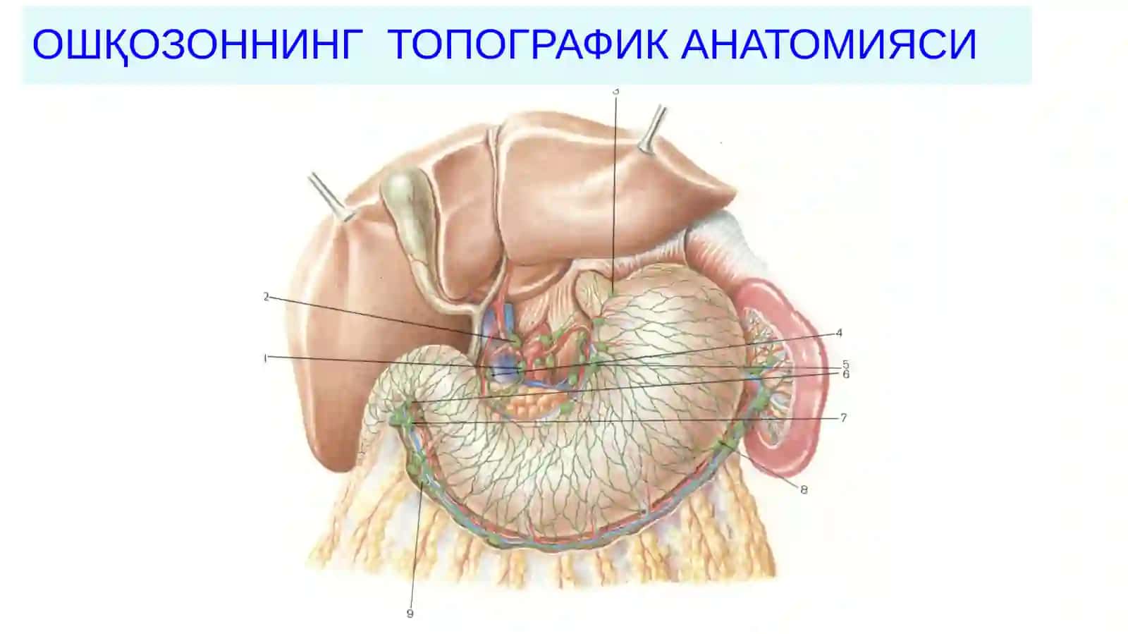 Ошқозонраки 2