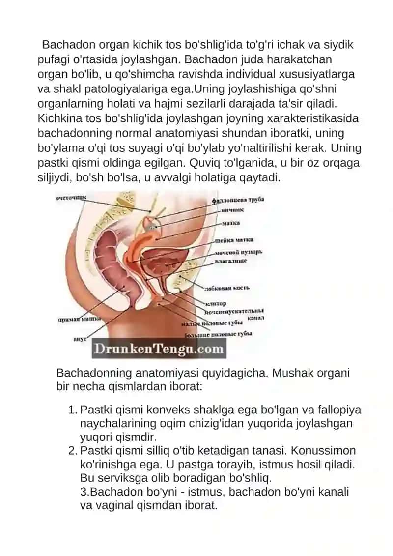Bachadon anatomiyasi 2