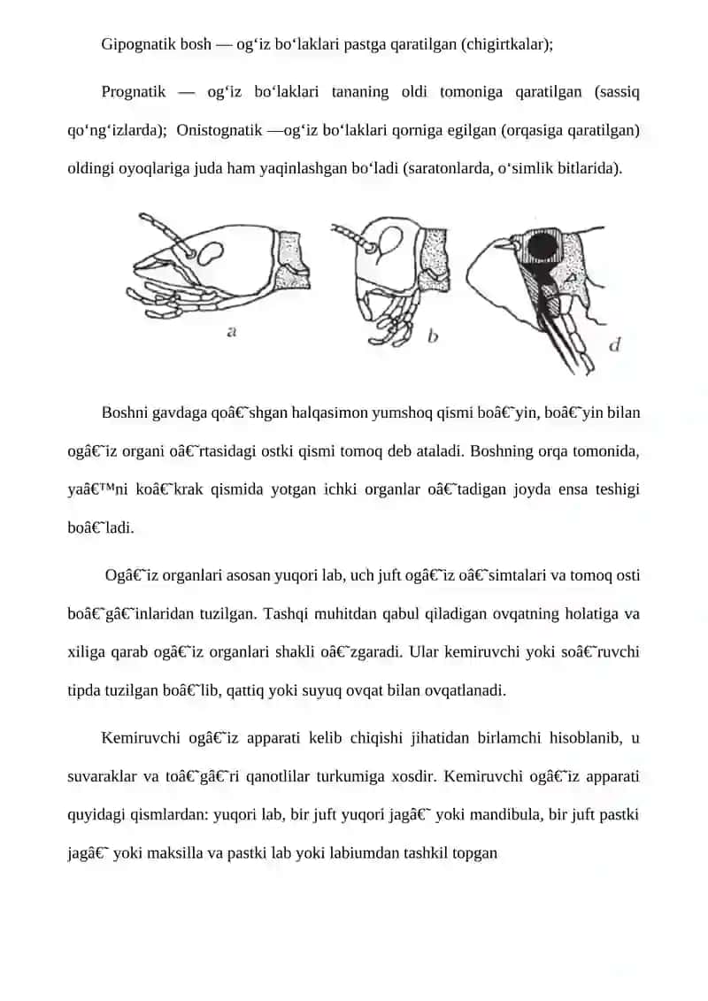Hasharotlarning bosh qismi 2