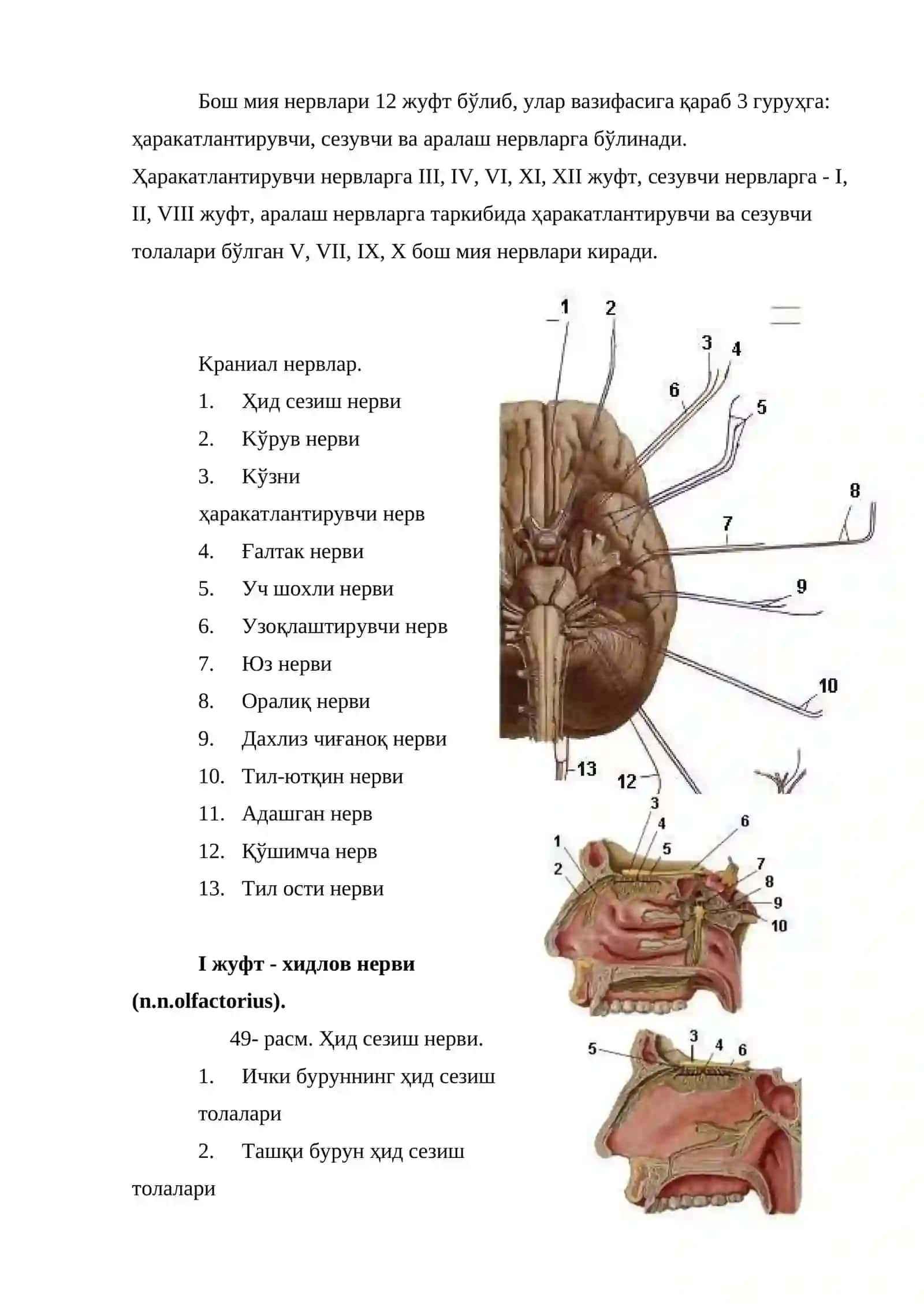 Бош миянервлар 2
